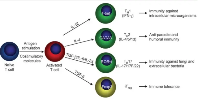 Figure 1. Differentiation of helper T cells [2] 