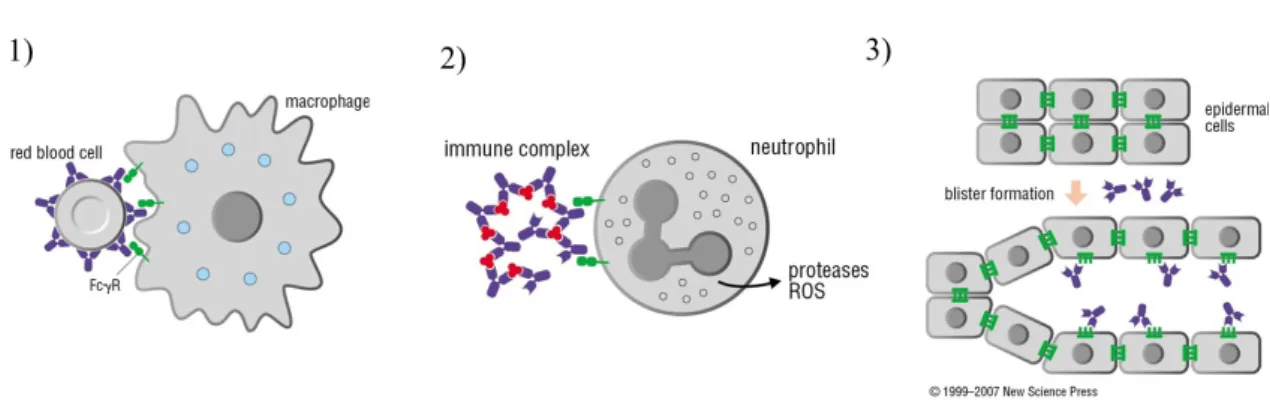 Figure 2. Pathophysiology of autoantibody-dependent immune reaction [1] 
