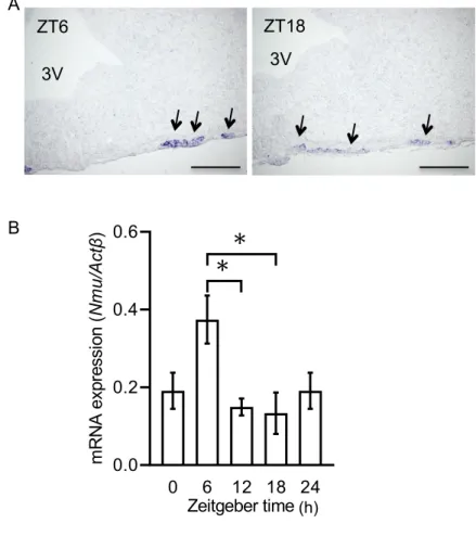 Fig. 1　雌ラットPTにおけるNmu mRNA発現の日内変動 