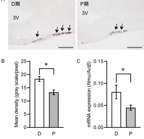Fig. 2 　雌ラット PT における Nmu mRNA 発現と発情周期の関係