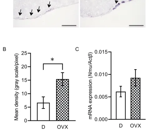 Fig. 3 　雌ラット PT における Nmu mRNA 発現への雌性ホルモンの影響  