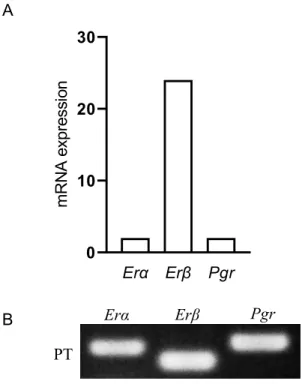 Fig. 4　雌ラットPTにおけるErα，Erβ，Pgr mRNAの発現  
