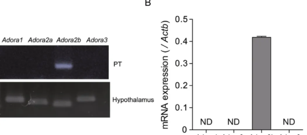 Fig. 6 　ラット PT におけるアデノシン受容体の発現  