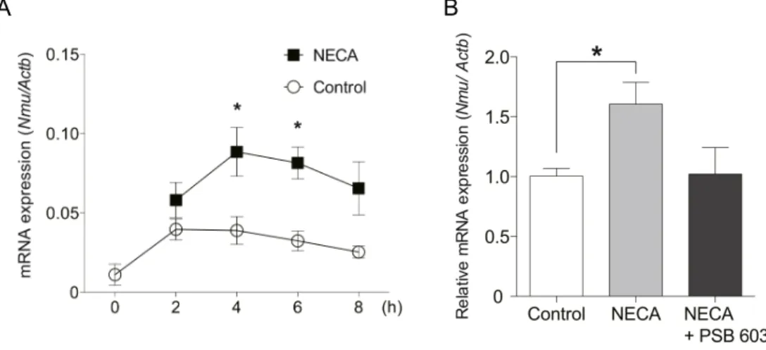 Fig. 7 　ラット PT における Nmu 発現のアデノシンによる制御　
