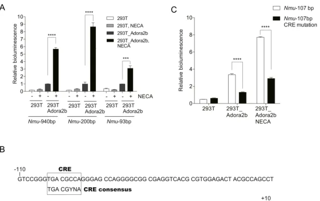 Fig. 8 　アデノシンによる Nmu プロモーター活性への影響  