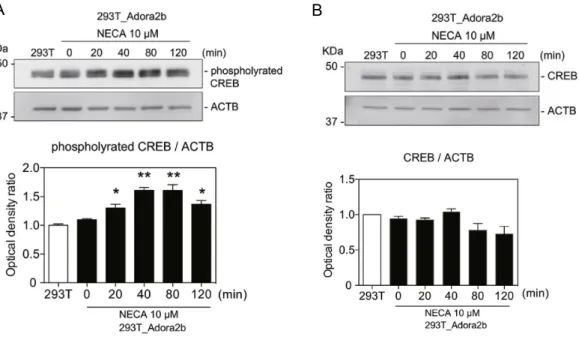 Fig. 9 　アデノシンの cAMP 依存性シグナル伝達経路の活性化の検討
