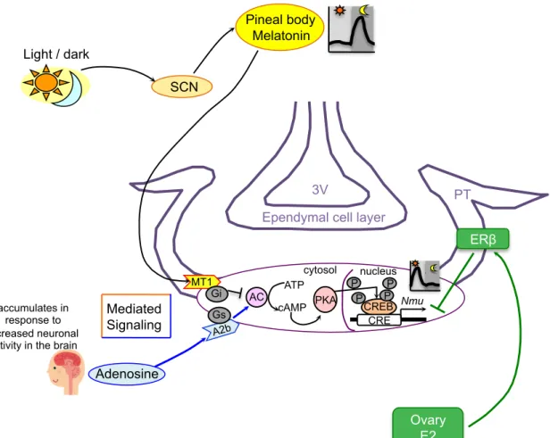 Fig. 10 　想定される隆起部 NMU の発現制御  