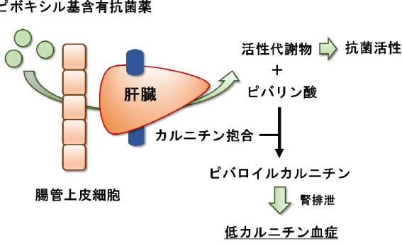 図 2.  ピボキシル基含有抗菌薬による低カルニチン血症の発生機序 