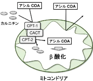 図 3.  酸化におけるカルニチンの生理的な役割 