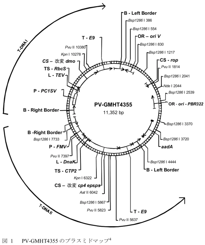 図  1  PV-GMHT4355 のプラスミドマップ 4 本組換えダイズの育成過程で、上図の T-DNA I 領域は持つが、T-DNA II 領域は持たない個 体を選抜した。 5  CS –  改変 dmo  T - E9  PV-GMHT4355 11,352 bp Aat II 6042  Bsp1286 I 386  Bsp1286 I 554  Bsp1286 I 830  Bsp1286 I 1217  Bsp1286 I 2041  Bsp1286 I 2539 Bsp1286 I 3370 