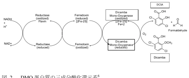 図  2  DMO 蛋白質の三成分酸化還元系 6