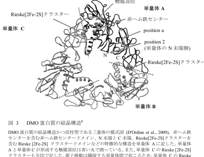 図  3  DMO 蛋白質の結晶構造 8