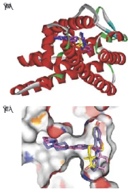 Fig. 1 Structures of three ligands bound to estro- estro-gen receptor  α