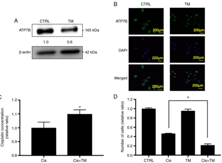 Figure 2. Effect of TM on ATP7B expression and the synergistic antitumor effect of cisplatin in HNSCC cell proliferation in vitro via cisplatin accumulation