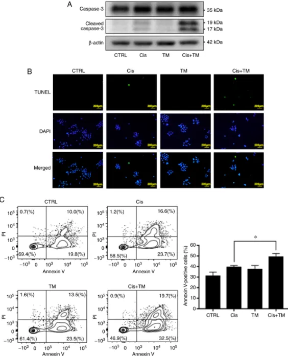 Figure 3. Apoptosis effects of TM and cisplatin on HNSCC cells grown in vitro. (A) The expression of total and cleaved caspase-3 in HSC-3 cells treated  with or without cisplatin and TM