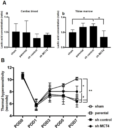 Figure 5. Bone pain and lactate concentration in sham mice and SAS cell-injected mice