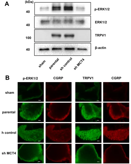 Figure 6. Excitation of sensory nerves determined by p-ERK expression in DRGs in sham, parental,  sh-control, and sh-MCT4-injected mice shown by TRPV1 expression