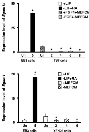 Fig. 4. Expression levels of mRNA for Egam1 or Egam1c in 
