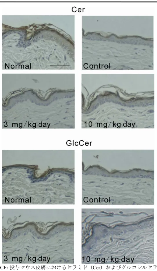 図 11. GCFr 投与マウス皮膚におけるセラミド（Cer）およびグルコシルセラミド