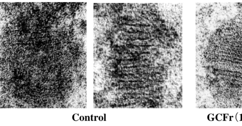 図 14 は顆粒層に存在する層板顆粒（ラメラ顆粒）の写真です。層板顆粒は角質 層に存在するラメラ構造と同様に脂質二重構造をとり，グルコシルセラミドの貯蔵 部位になっています。 GCFr の投与により，層板構造が明瞭に変化していることか ら，グルコシルセラミドの存在様式にも変化を与えていることが示唆されました。            Control GCFr（10 mg/kg）  図 14．顆粒層にみられる層板顆粒（300,000 倍）    図 15 は角質細胞のケラチン模様（細胞内の線維状の構造）を示して