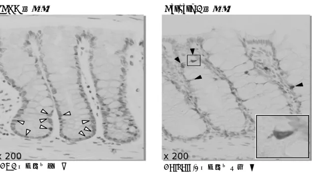 図 20 PCNA 及び Caspase-3 染色 
