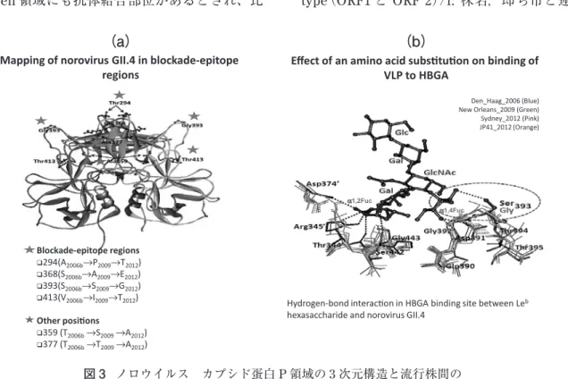 図 3 ノロウイルス　カプシド蛋白 P 領域の 3 次元構造と流行株間の