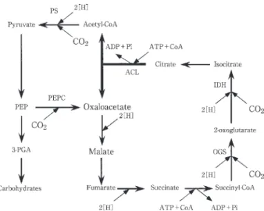 Fig. 1   The reductive tricarboxylic acid (RTCA)cycle for CO assimilation in C. limicola.
