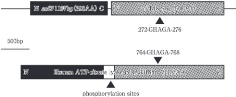 Fig. 2   Structure of ACL genes from C. limicola and human.