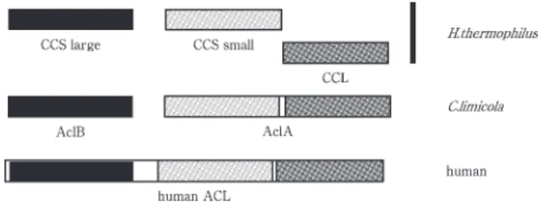 Fig. 6   Structural similarity between citryl‑CoA synthetase (CCS),citryl‑CoA lyase (CCL),and ATP‑citrate lyase (ACL).