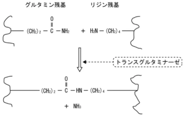 図 8.16　 トランスグルタミナーゼによるタンパク質の架 橋形成反応 8.4 アミノ酸関連酵素 アミノ酸は分子内にアミノ基とカルボキシル基をも つ化合物の総称であり、一般的にはタンパク質の構成 成分であるα炭素にアミノ基をもつα - アミノ酸を指 し、 構 造 式 は R-CH（NH 2 ） -COOH で 示 さ れ る。R の 違いによって 20 種類のタンパク性のアミノ酸が存在 する。よく知られているように、これらのタンパク性 の天然型のアミノ酸は L- 体であり、発酵法で生産さ れるアミノ酸は L