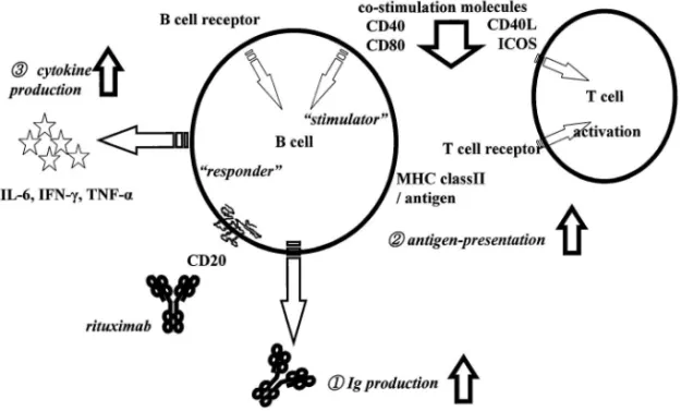 Fig. 1. Roles of B Lymphocytes in Autoimmune Diseases