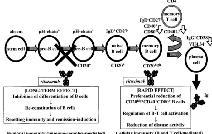 Fig. 2. Biphasic Reduction of B Cells by Rituximab in SLE