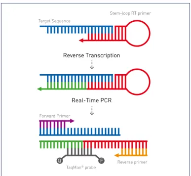 図 6. TaqMan ®  MicroRNA Assay  アプローチ シンプルな 2 ステップからなる反