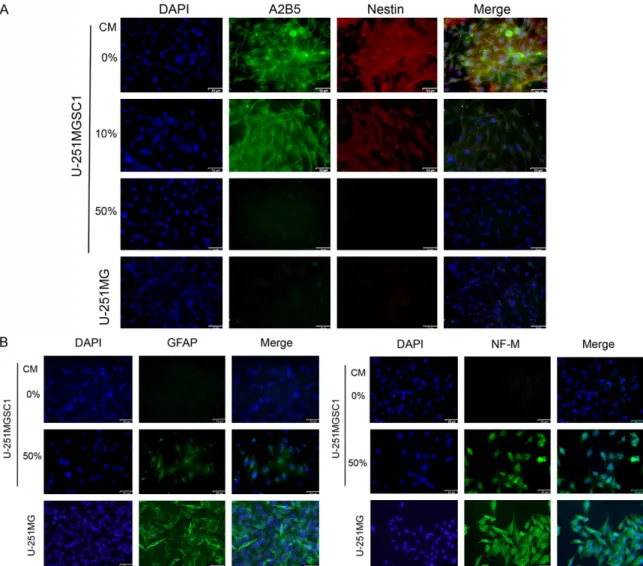 Figure 6. Differentiation of U-251MGSC1 cells in the presence of the condition medium from U-251MG cells