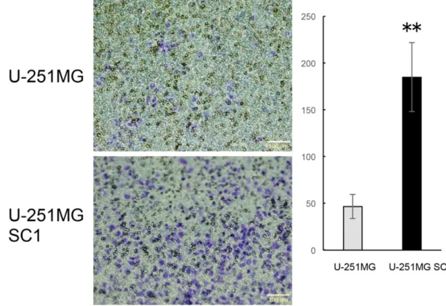 Figure 7. Tumorigenic potential of U-251MGSC1 cells. A. U-251MG cells and U-251MGSC1 cells were subcutane- subcutane-ously transplanted and the growth of tumor was monitored by the size from week 1 to week 8 after the cells were  injected into nude mice
