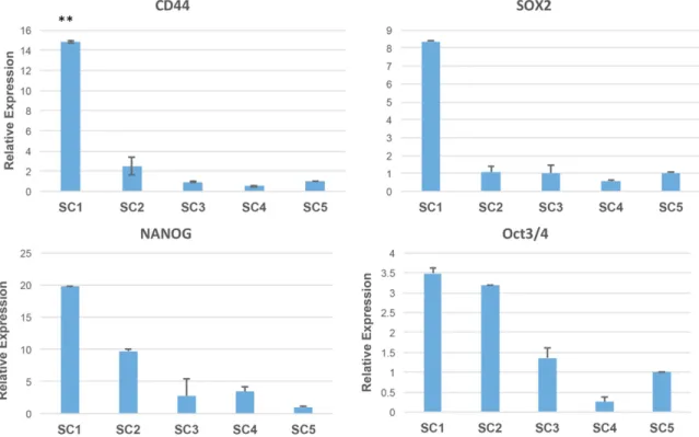 Figure 1. Comparison of stem cell marker expression in 5 cell clones by rt-PCR. SC1, SC2, SC3, SC4, SC5 cells indi- indi-cate newly isolated 5 clones; U251-MGSC1, U-251MGSC2, U-251-MGSC3, U-251MGSC4, U-251MGSC5