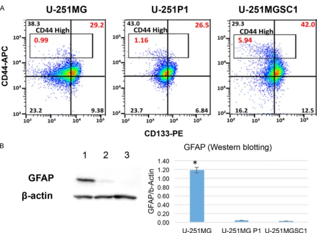 Figure 3. Expression of markers for CSC and differentiation. A. Flow cytometric analysis of for CSC markers