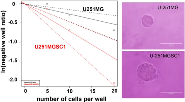 Figure 4. Sphere forming ability of U251MGSC1 cells compared to U251MG cells. Limiting dilution analysis was  performed to evaluate the ability