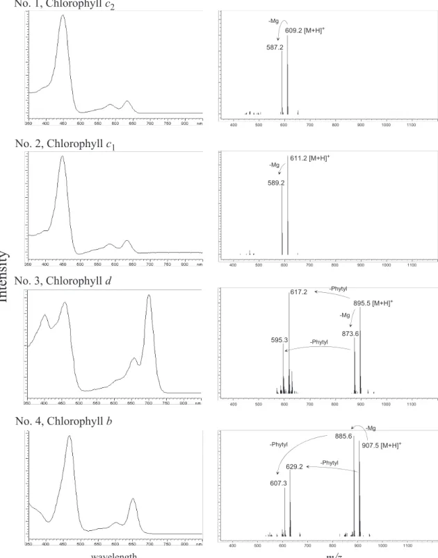 Fig. 3. DAD absorption and APCI mass spectra of chloro- and pheo-pigments. Compound numbers correspond to the peak numbers in Fig