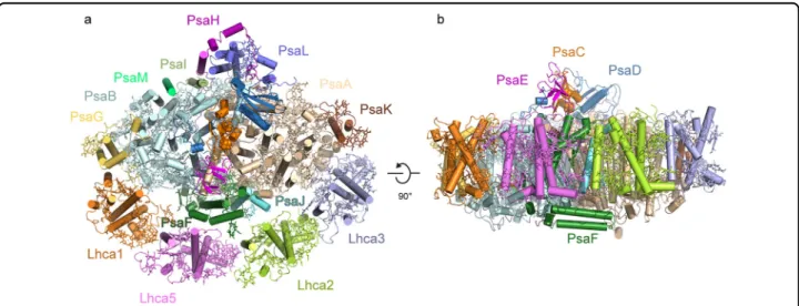 Fig. 1 Overall structure of the PSI – LHCI supercomplex from P . patens . a View from the stromal side