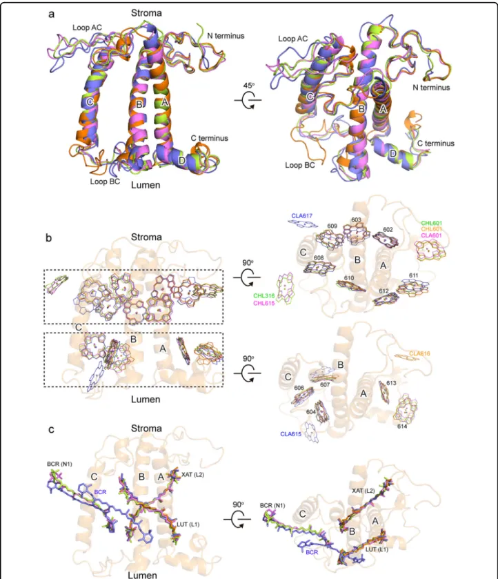 Fig. 3 Comparison of the structures of the four Lhca subunits. a Superposition of the four Lhca apoprotein structures