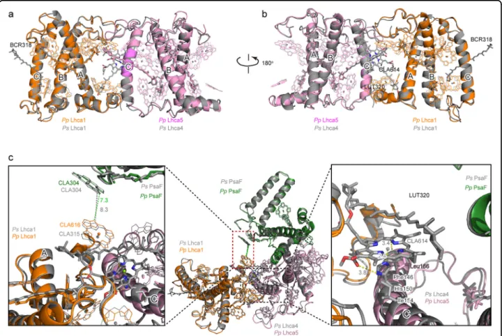 Fig. 5 Structural comparison of Lhca1 – Lhca5 dimer from P . patens with Lhca1 – Lhca4 dimer from P