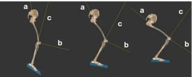 図 4. 4.  股関節回旋軸（a）と膝関節内外反軸（b）および脛骨回旋軸（c）の関係．左から 初期接地時（膝関節屈曲 23.7°），初期接地後 50ms 時（膝関節屈曲 51.9°），膝関節最大屈 曲時（膝関節屈曲 83.1°）．膝関節屈曲角度は全被験者の平均値の値． 