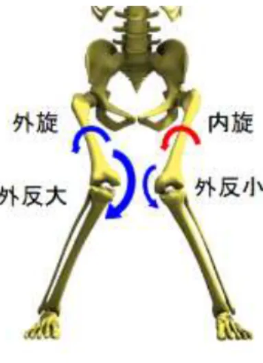 図 4. 5. Dynamic knee valgus アライメントにおける股関節回旋と膝関節外反 