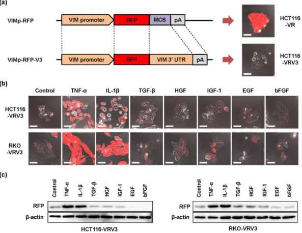 Figure 1.  Development of VIM promoter–driven RFP expression system using CRC cell lines