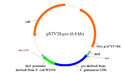 図 3-6  C. glutamicum PYC 発現プラスミド pSTV-pyc のプラスミドマップ 