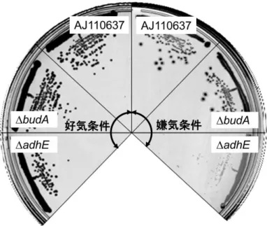 図 3-7  AJ110637、  adhE、  budA 株の好気と嫌気条件下におけるコロニーサイズの比較 