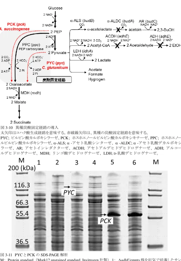 図 3-11  PYC と PCK の SDS-PAGE 解析 