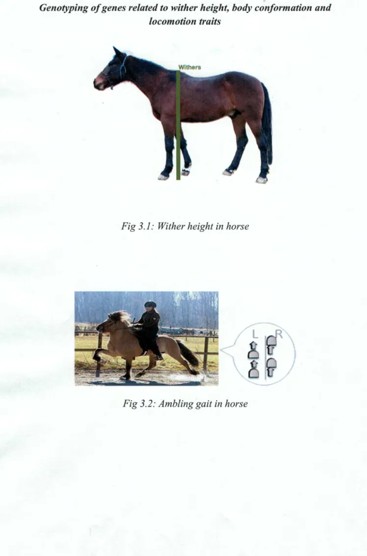 Fig 3 . 2 :  Ambling g a i t  i n  h o r s e  