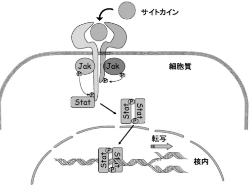 図 1 サイトカインシグナル伝達における Jak-Stat シグナル伝達経路 （Yamaoka K. et al. 2004 1) 引用改変）する目的に細胞表面上に発現する固有の受容体に結合する．結合後，細胞質内において種々のチロシンキナーゼを活性化し，引き続き核内に移行して標的遺伝子の転写制御を行う転写因子を活性化する．これにより，細胞外刺激であるサイトカインは細胞内情報へと転換され，最終的には目的の遺伝子発現調節を行う事でその生物活性を発揮する．この一連の流れのなかにおいて，生物学的製剤は細胞外刺激の細